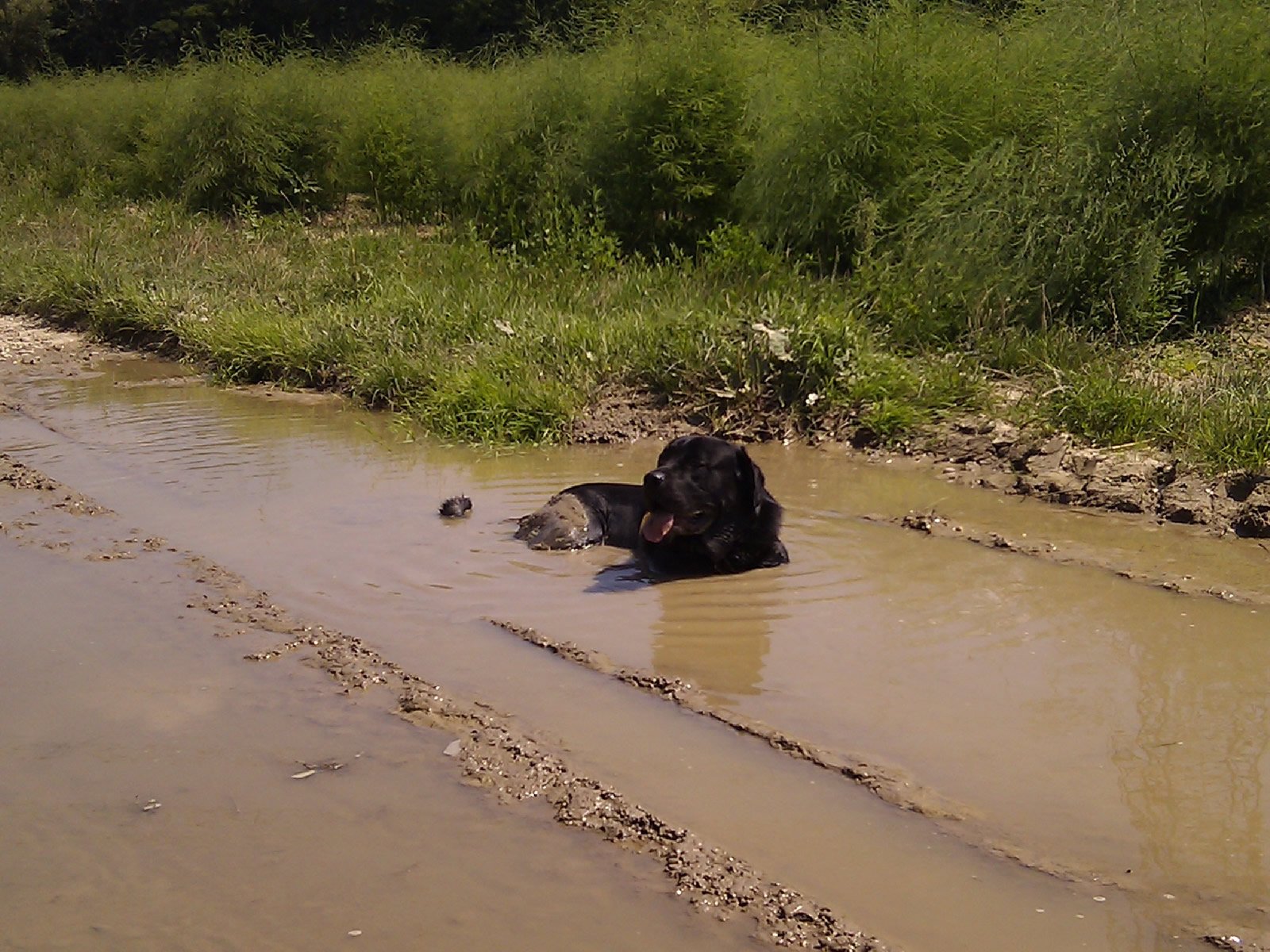 Anton liegt im Schlamm
