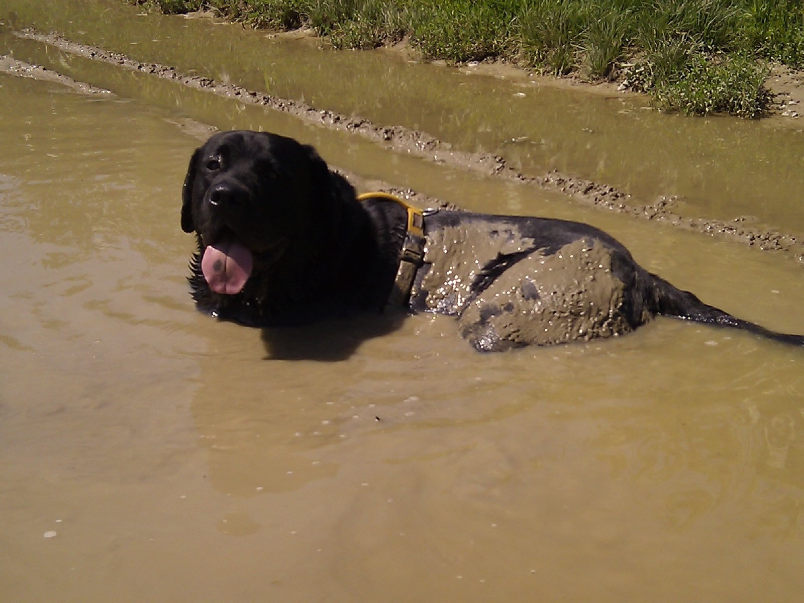 Anton im Schlamm pt. 2