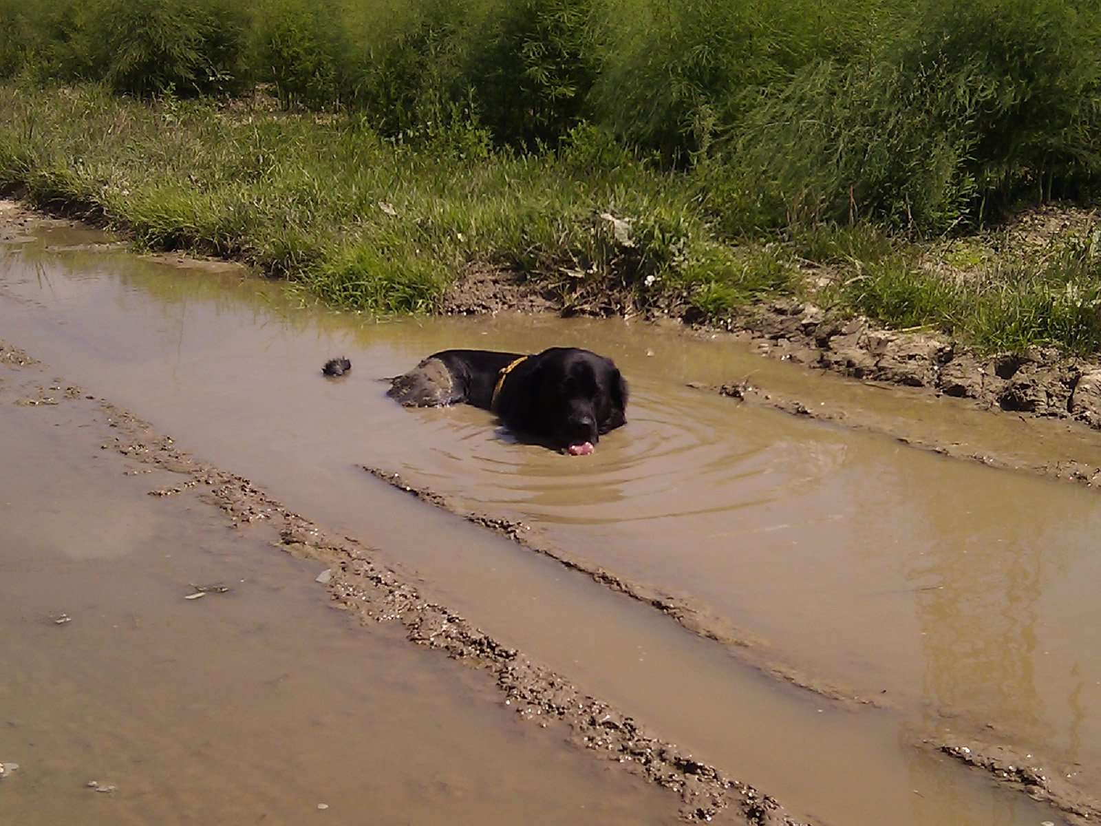 Anton trinkt aus der Pfütze